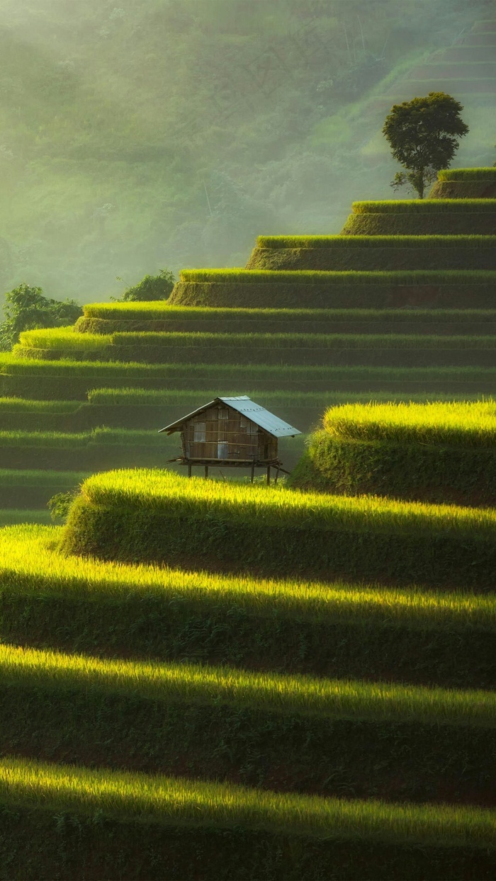 阳光照射下的梯田高清摄影图片