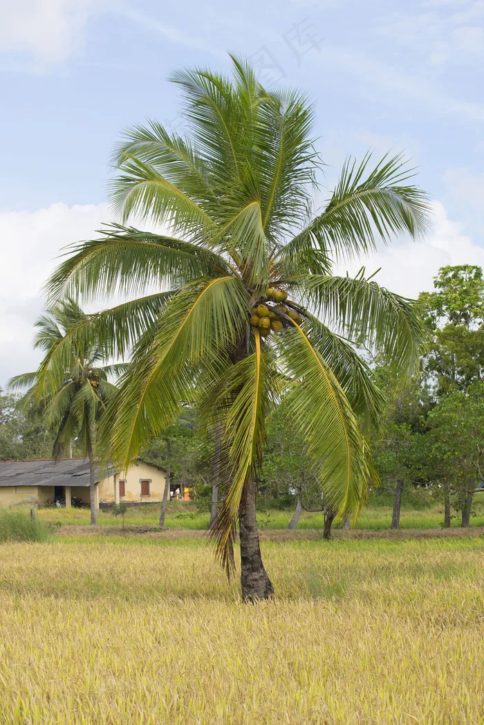 草地上的椰树图片