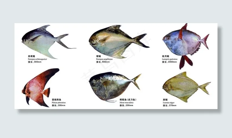 海洋鱼类 素材图片