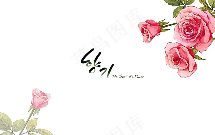 玫瑰花朵插画图片