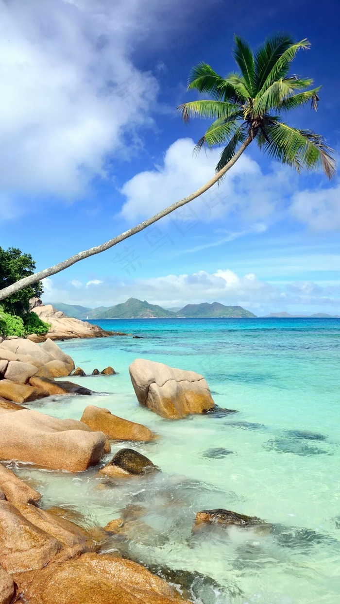 海边上的椰子树高清摄影图片h
