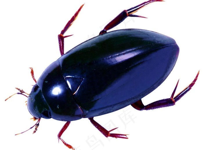 天牛昆虫动物爬虫自然图片