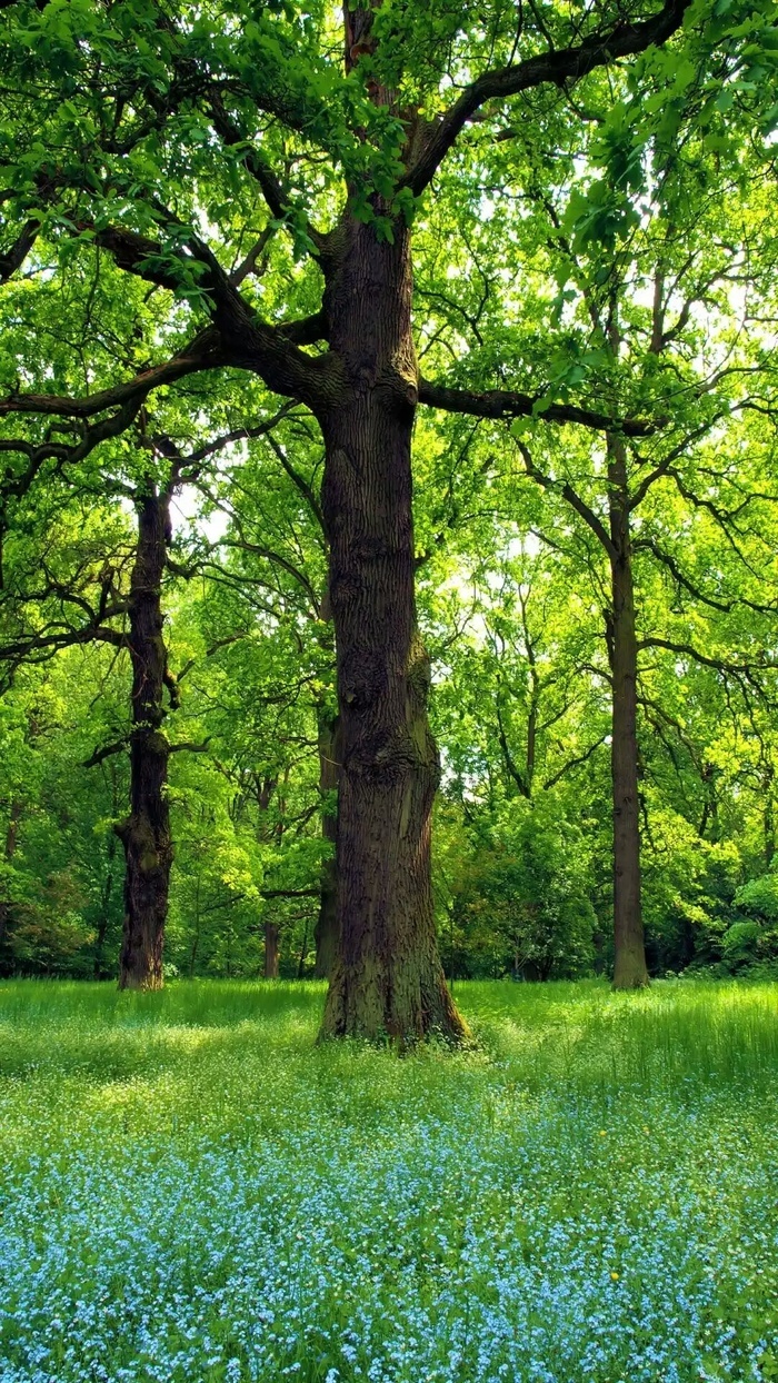 阳光照射下的树林高清摄影图片