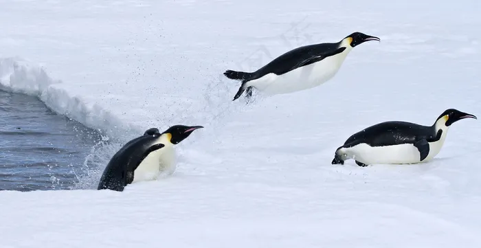 水中出来的企鹅图片