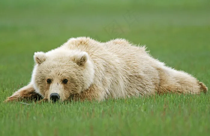草地上的北极熊图片