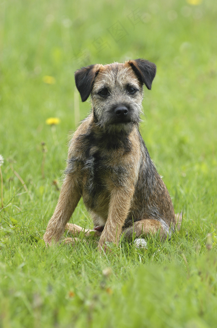 蹲坐在草地上的小狗图片