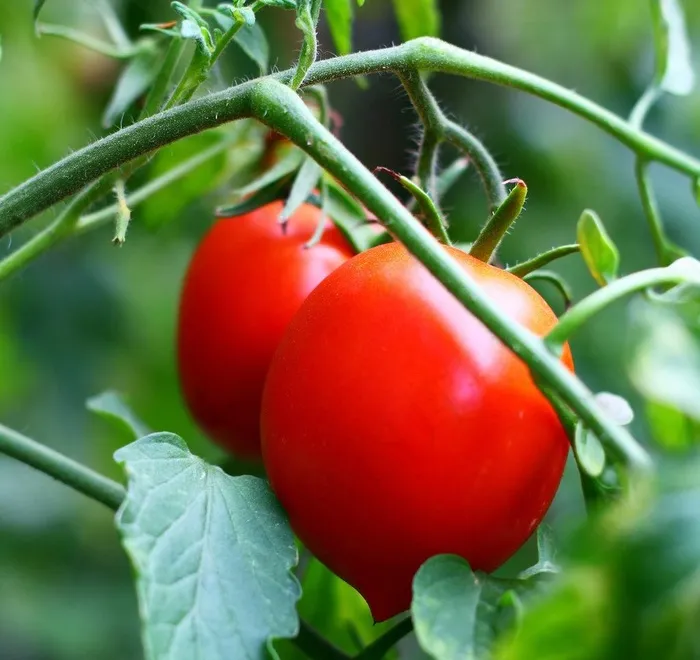 番茄 西红柿图片