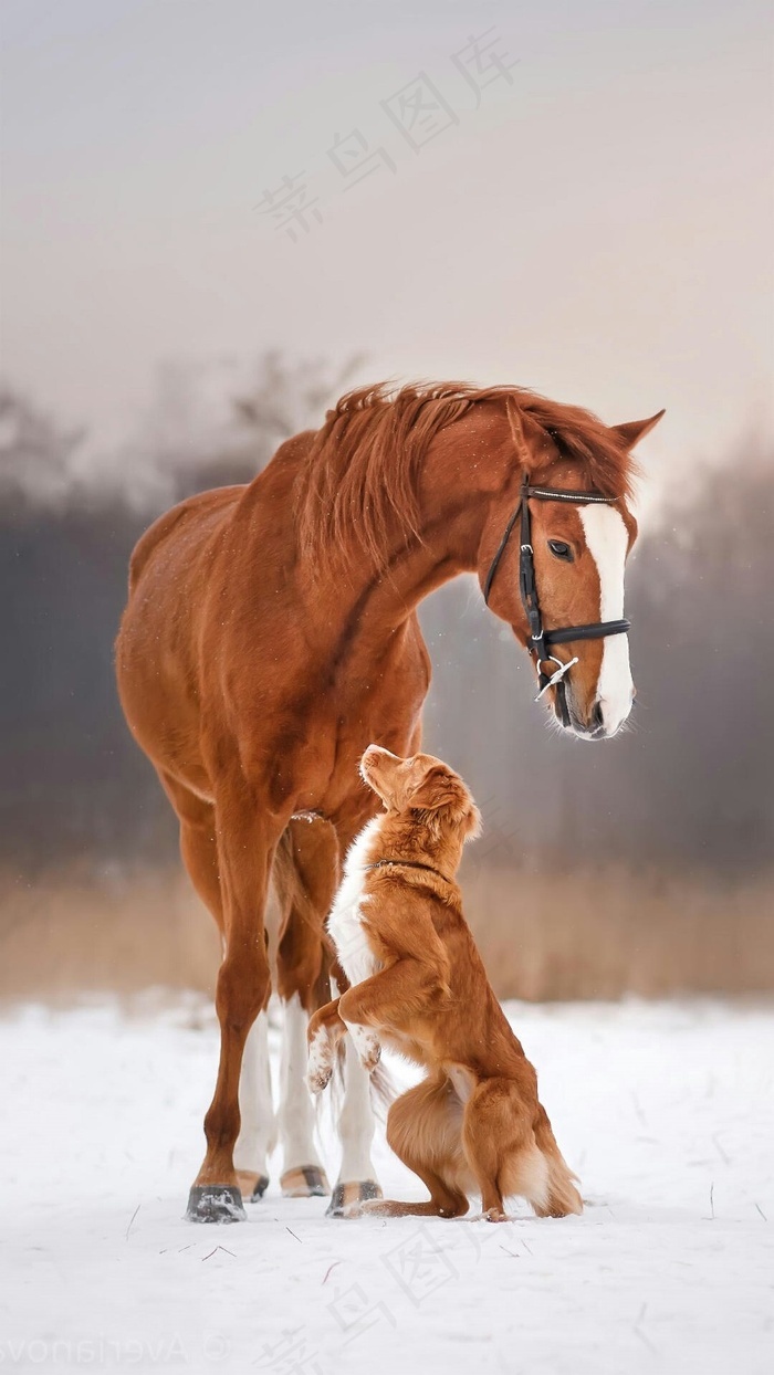 雪地上的马和狗高清摄影图片商业办会
