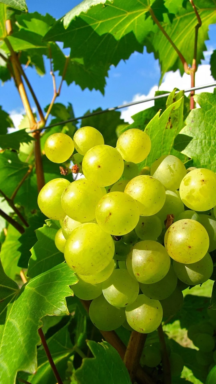 葡萄高清摄影图片