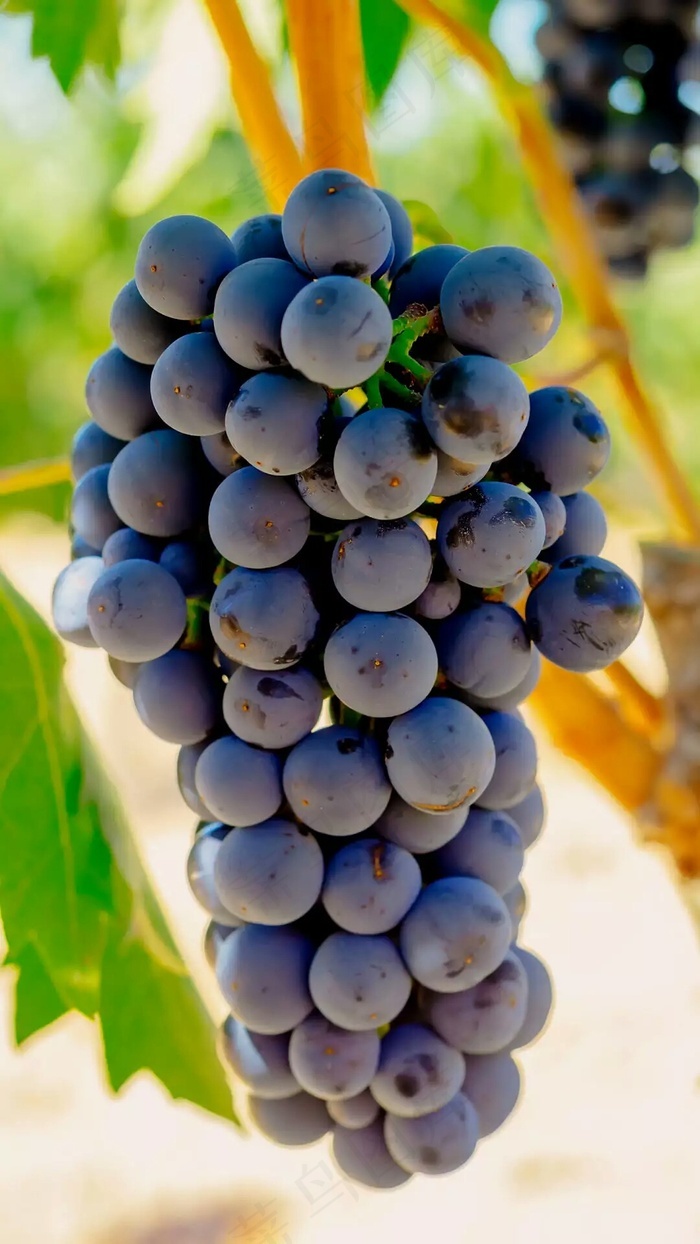 挂在树上的葡萄串高清摄影图片