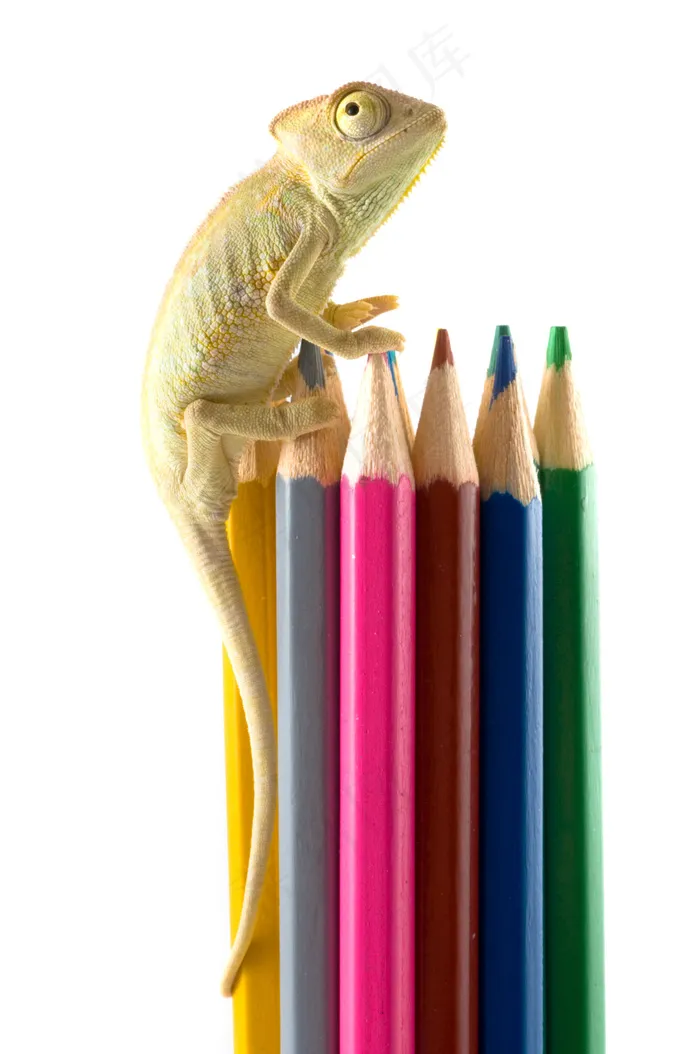 蜥蜴与彩色铅笔图片