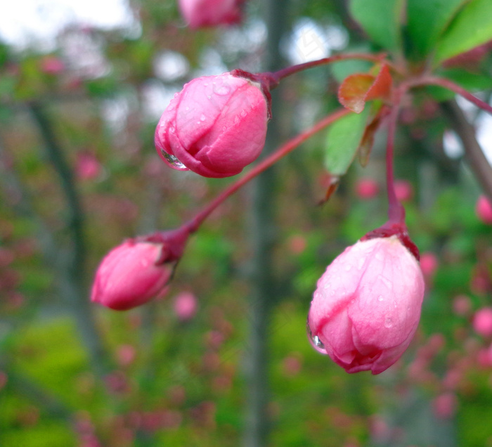 楮桃树花蕾图片