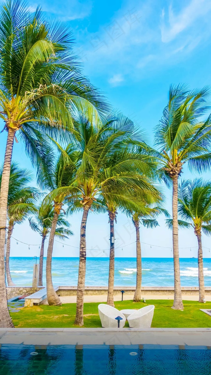 海边上的椰子树高清摄影图片