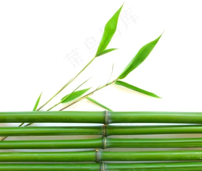 高清竹叶和竹子图片