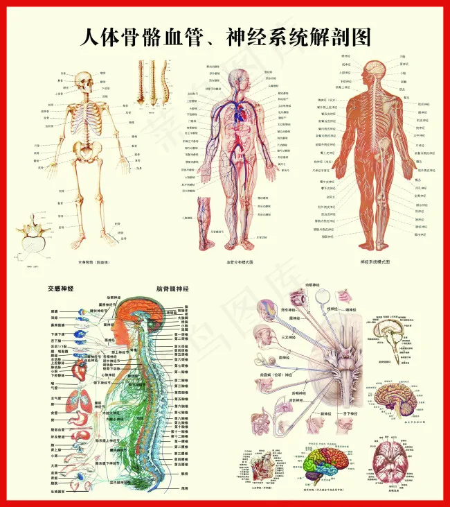 人体骨骼血管神经系统解剖挂图