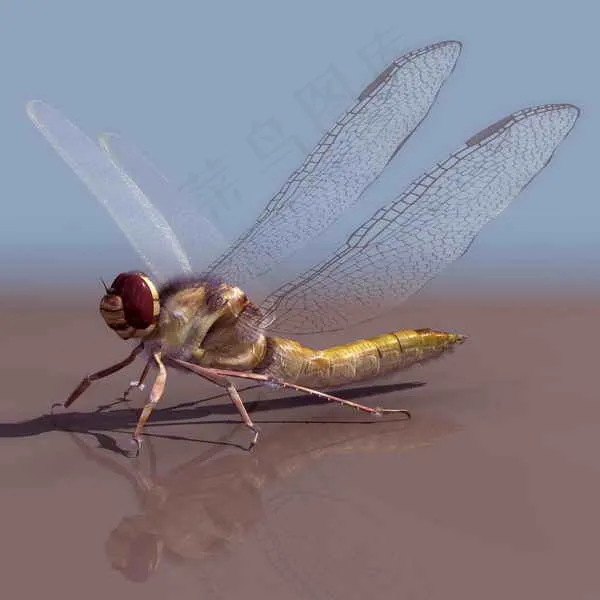 动物昆虫3d模型动植物模型素材免费...