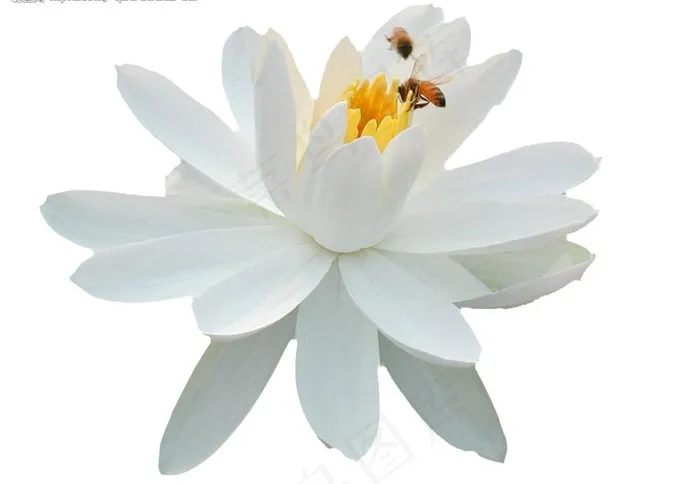 白色荷花（有小蜜蜂）图片
