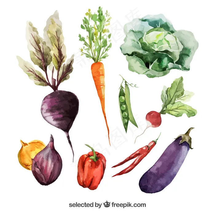水彩画的蔬菜