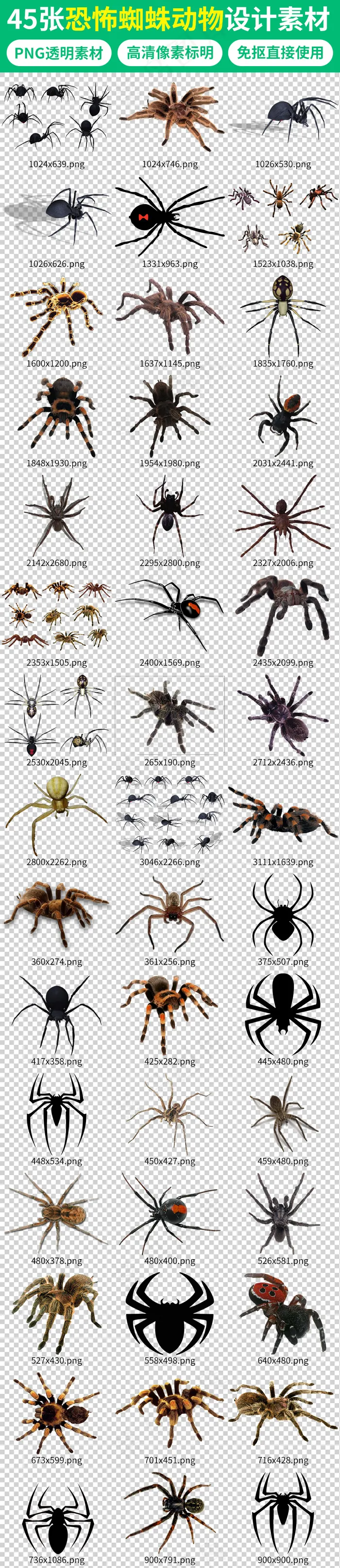 黑色恐怖剧毒蜘蛛动物海报素材