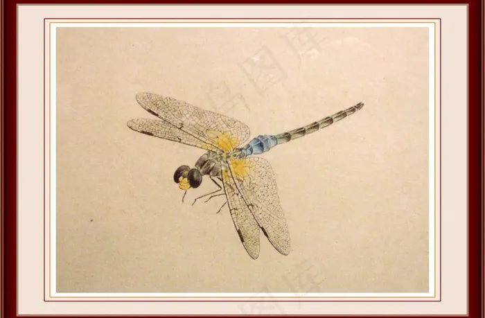 蜻蜓工笔画图片