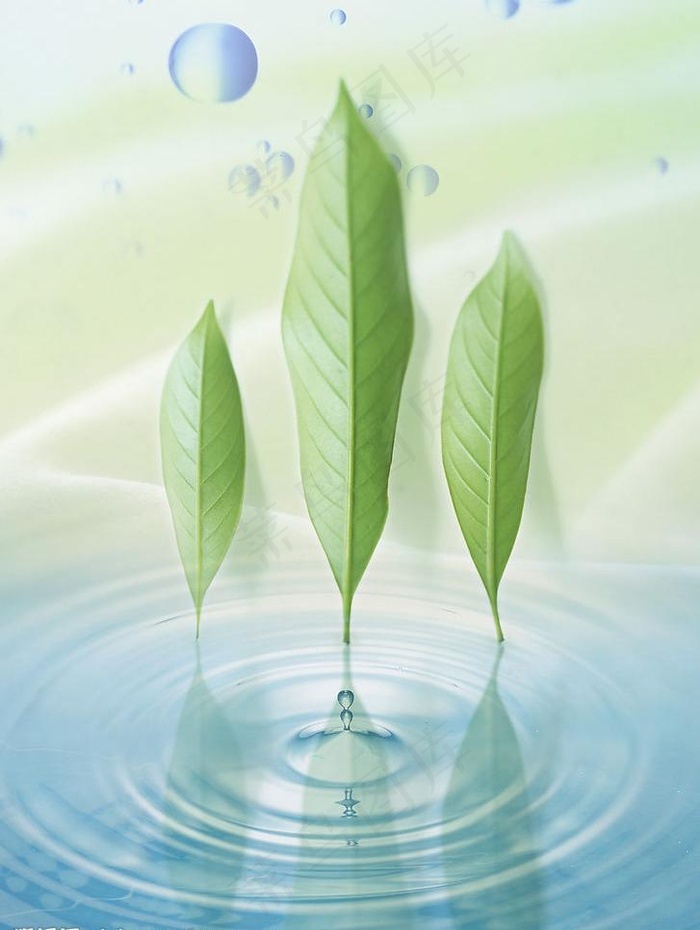 叶子水滴水纹水图片