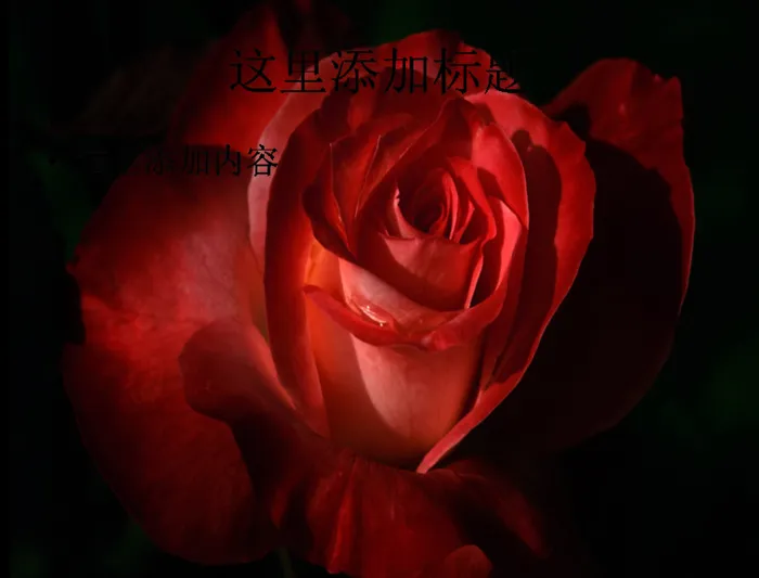 玫瑰植物摄影(9)