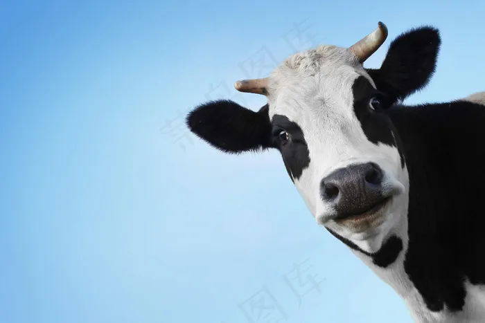 一只奶牛图片