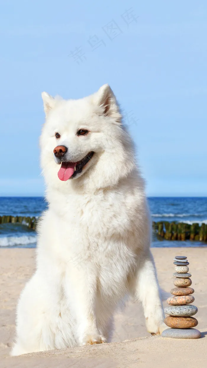 沙滩上的白色狗狗高清摄影图片