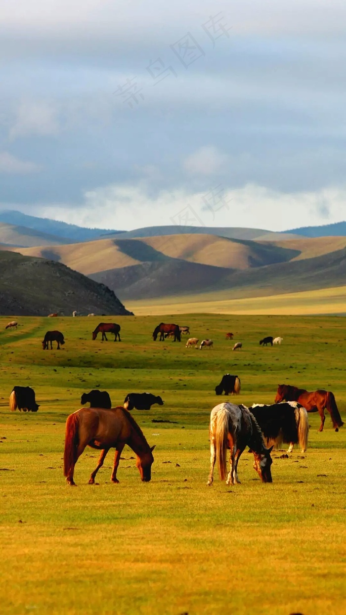 草原上吃草的马高清摄影图片