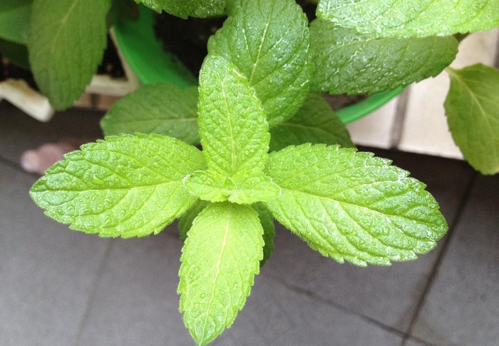 薄荷薄荷叶绿色图片