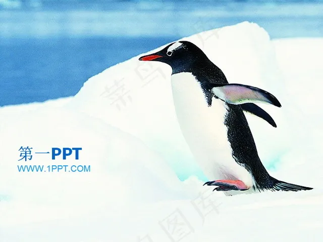 南极企鹅保护动物PPT模板