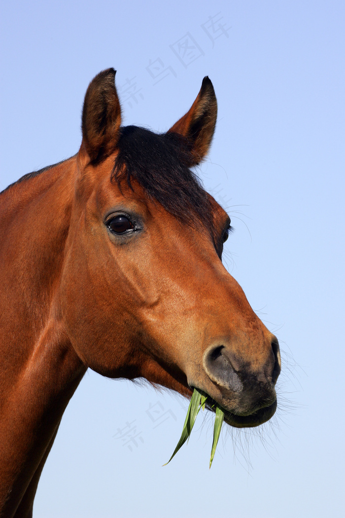 吃草的马图片