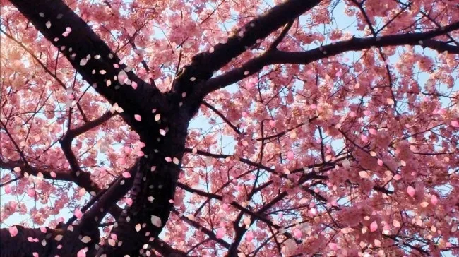 樱花飘落 视频素材