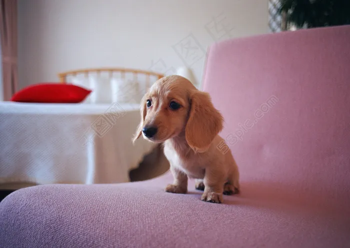 沙发上的一只可爱的狗狗图片