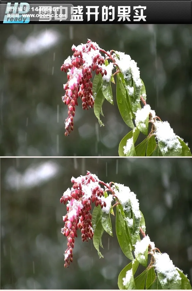 唯美雪中盛开的果实植物视频素材