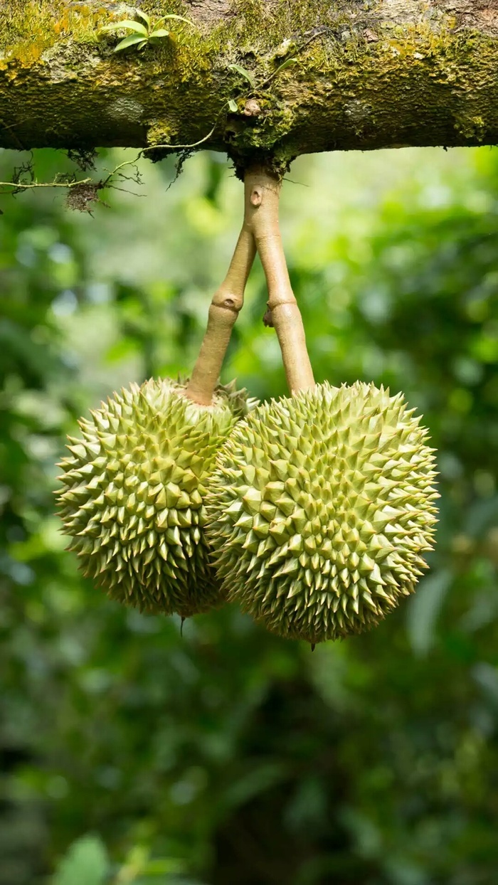 榴莲高清摄影图片3