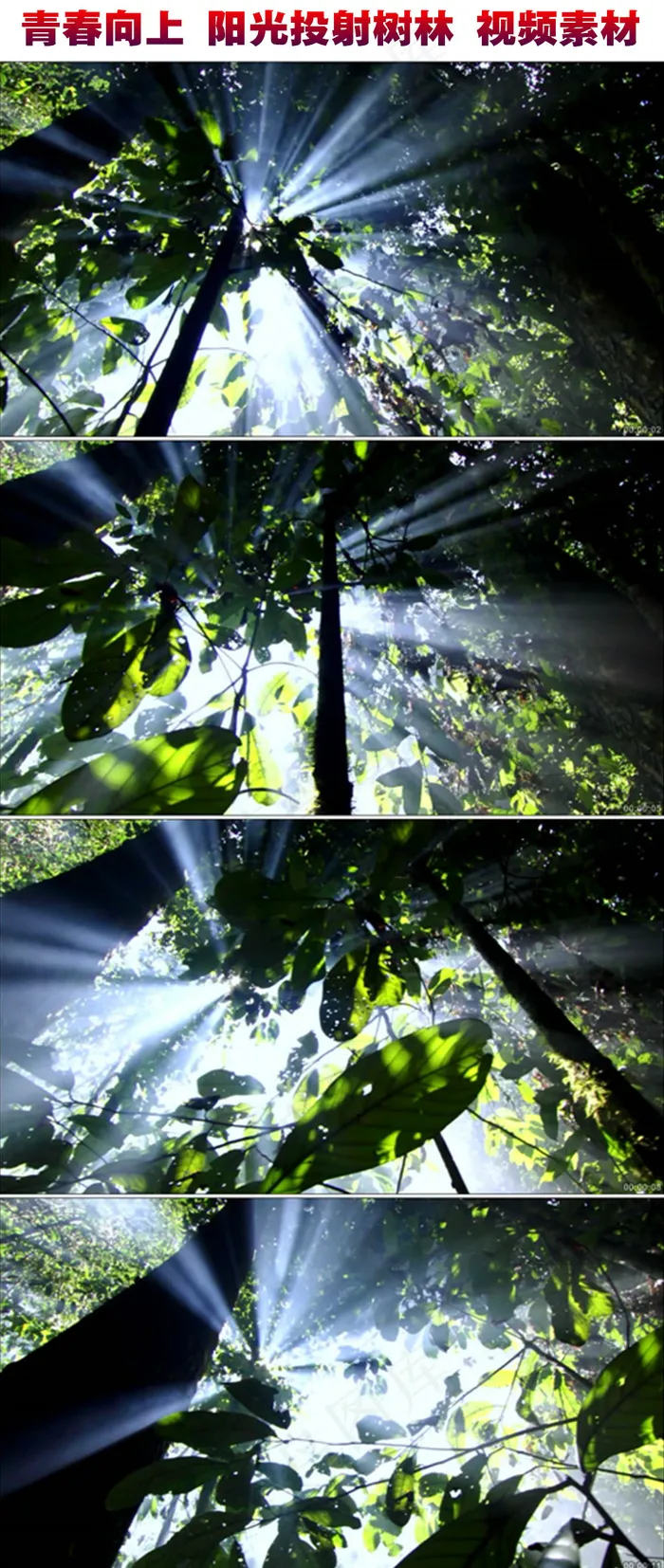 高清实拍阳光透射树林绿色大树视频素...