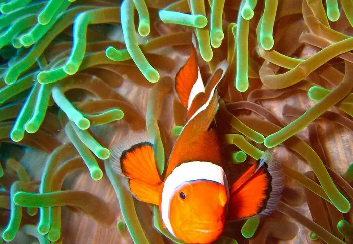 海底世界美丽可爱小丑鱼图片