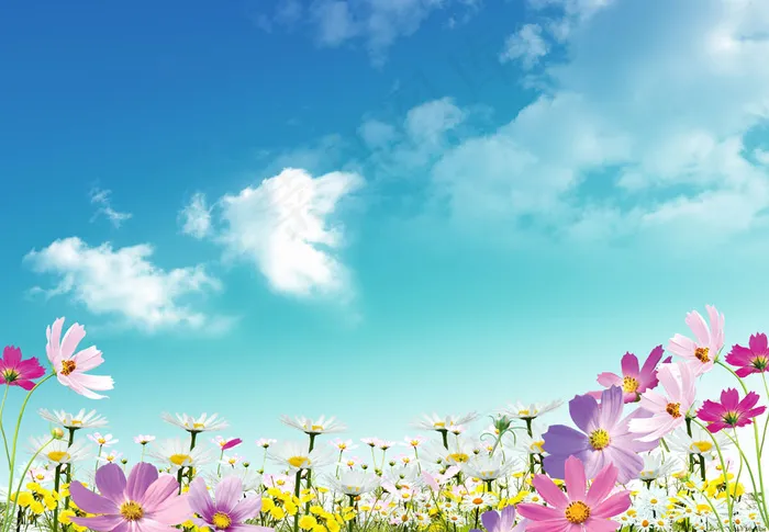 蓝天下盛开的花朵