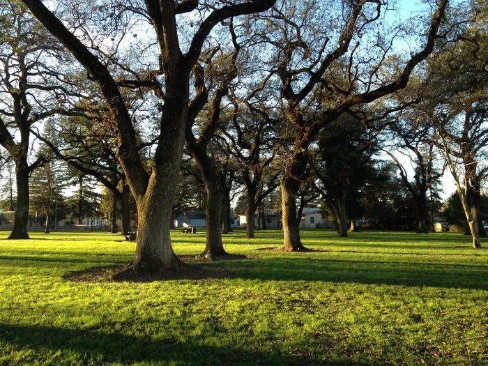 植物,树,小树林,银杏林,草原,曼努埃尔维埃拉公园的雄伟橡树。 #Gridley＃加利福尼亚