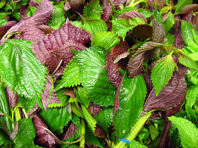 紫苏紫苏叶彩叶草花卉盆栽植物绿色和紫色的紫苏叶在加利福尼亚州阿罕