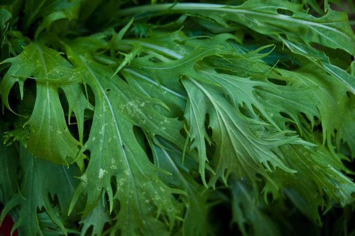 茼蒿艾草蒿子杆豚草春羽水名