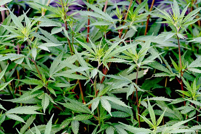 盆栽植物,印度大麻,大麻,艾草,叶子,大麻