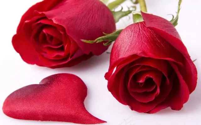 玫瑰,玫瑰花,玫瑰图案,粉色玫瑰,红色玫瑰,根据圣瓦伦蒂诺的理想之举进行新的测试！