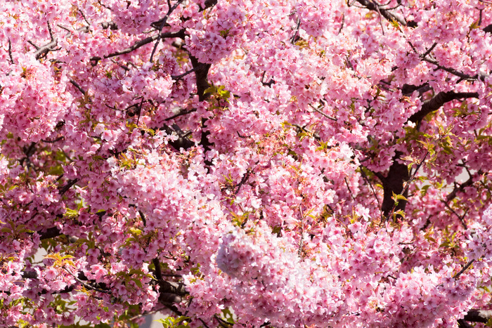 日本樱花云南樱花晚樱樱花树榆叶梅樱