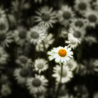 花卉 菊花 小白菊 延命菊 杭白菊 花玛格丽特牛眼菊 菜鸟图库