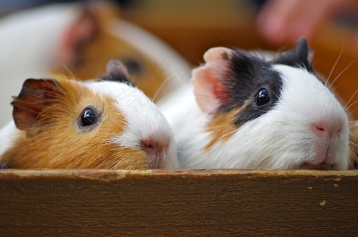 豚鼠天竺鼠荷兰猪仓鼠小狗豚鼠