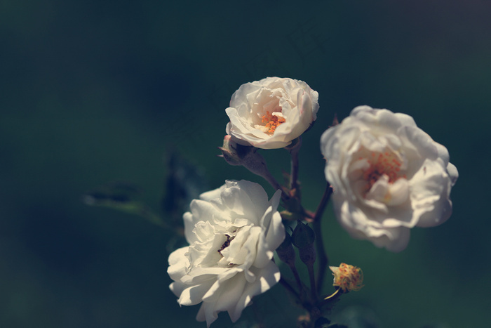 白茶花 白月季 白蔷薇 白桃花 木香花 白色家庭 菜鸟图库