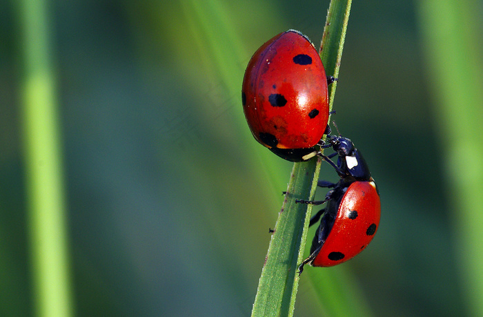 瓢虫澳洲瓢虫多种瓢虫七星瓢虫叶甲瓢虫甲虫瓢虫科