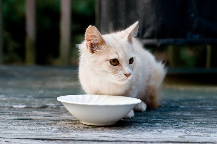 狮子猫 猫 山东狮子猫 布偶猫 金吉拉猫 茶色猫ii 菜鸟图库